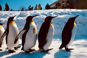 Asahiyama Zoo (Asahikawa)