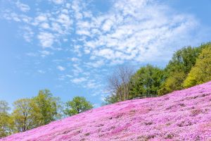 OZORA Higashimokoto Shibazakura Park