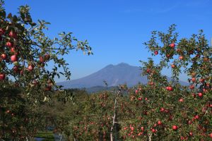 Aomori Apple