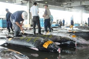 Kesennuma Fish Market