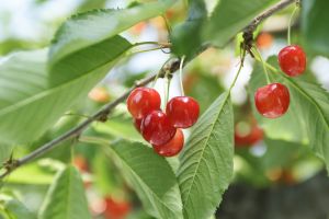 Sakuranbo Cherry