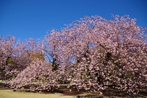 Shinjuku Gyoen National Garden (Shinjuku)