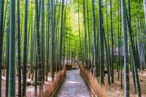 Houkokuji Temple (Kamakura)