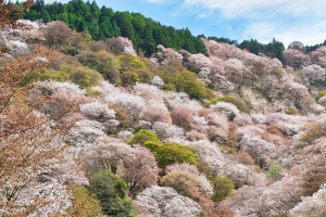 Mount Yoshino