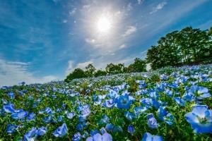 Bihoku Hillside Park (Shobara)