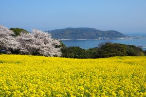 Nokonoshima Island Park