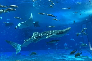 Okinawa Churaumi Aquarium (Motobu)